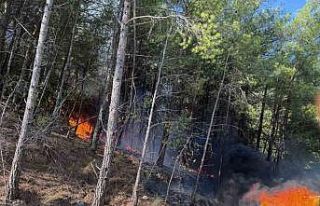 Araçtaki yangın ormana sıçradı