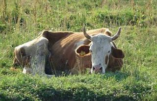 Ardahan’da şap korkusu