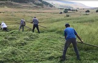 Ardahanlı çiftçilerin tırpanlarla zorlu ot biçme...