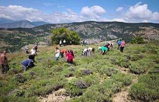 Ardanuç’ta kadın kooperatifinden lavanta hasadı...