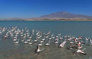 Arin Gölü’nde flamingoların Süphan Dağı eşliğinde...
