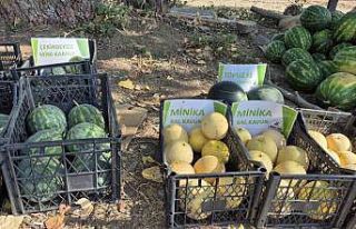 Artık kavun ve karpuz yerli tohumla Kasım’a kadar...