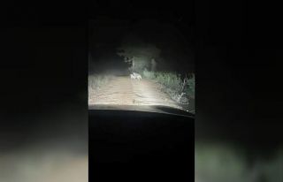 Artvin’de yayla yolunda ayı ve yavrusu görüntülendi,...