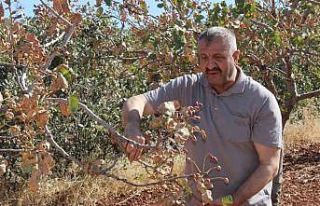 Aşırı sıcaklar Siirt fıstığını vurdu; rekoltede...