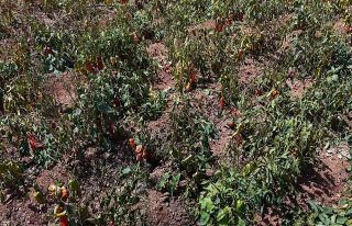 Aşırı sıcaklar tarladaki biberi yaktı