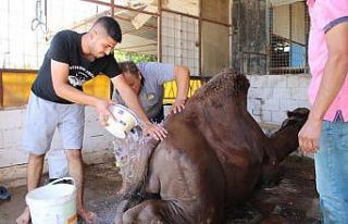 Aydın’da çöl sıcaklarından olumsuz etkilenen...