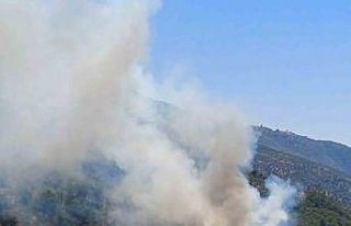 Aydın’da zirai alan yangını