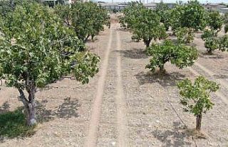 Aydın’dan, iklim değişikliği sorununa doğal...