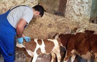 Aydıntepe’de de sonbahar dönemi şap aşılama...