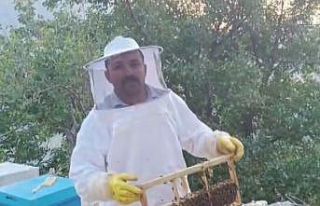 Ayı kovanları parçalayıp balı yedi, üretici...