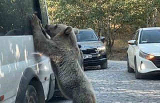 Ayıya ekmek veren vatandaş saldırıdan son anda...