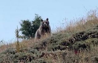 Ayıyı bağırarak kaçırttı
