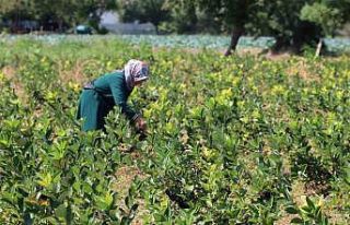 Bafra Ovası’nda aronya üretimi yaygınlaşıyor