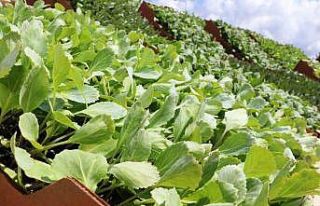 Bafra Ovası’nda ihracata uygun sebze üretilecek