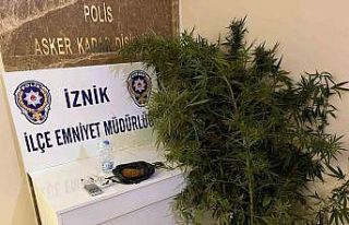 Bahçesinde hint keneviri yetiştiren kişiler tutuklandı