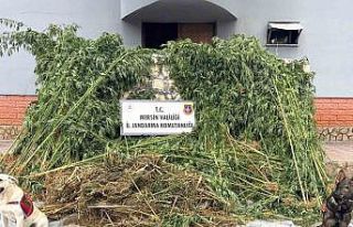 Bahçesinde kenevir yetiştiren şüpheli 45 kilo...