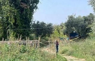 Bahçesini domuzlardan korumak için evden çıkan...