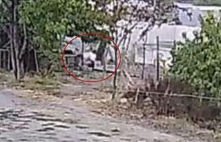 Bahçeye giren köpekler 20 tavuğu telef etti