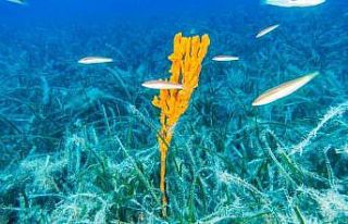 Bakan Kurum: "Pina ve deniz çayırları Marmara’ya...