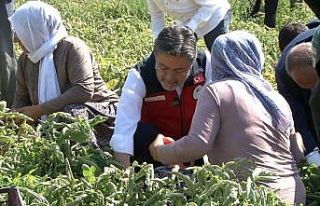 Bakan Yumaklı: "Türkiye domates üretiminde...