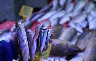 Balıkçılar sezona hamsi ve istavrit bolluğuyla...