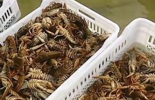 Balıkçıların kerevit kaygısı