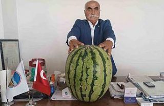Batman’da 45 kiloluk karpuz dikkat çekti