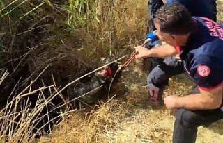 Batman’da kuyuya düşen keçi kurtarıldı