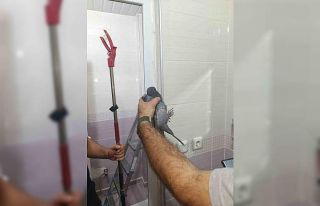 Batman’da site bahçesinde sıkışan güvercin...