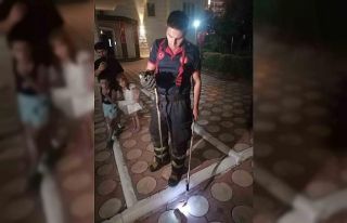 Batman’da site bahçesinde yılan paniği