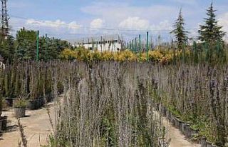 Battalgazi’de 210 bin fidan toprakla buluştu