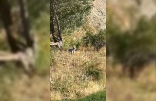 Bayburt’ta ağaçlık alanda karşılaşılan bozayı...