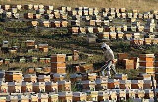 Bayburt’ta bal hasadı sezonu başladı