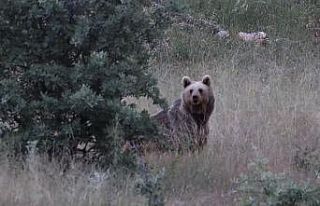 Bayburt’ta iki farklı yaylada ayılar görüldü