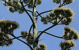 Beylikdüzü’nde şaşırtan UNESCO listesindeki...