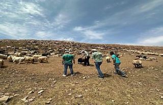 Beytüşşebap yaylalarında hayvanlara sağlık kontrolü