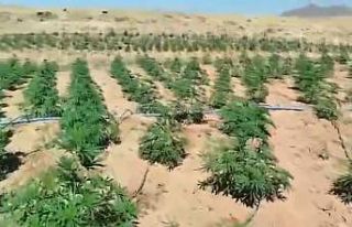 Bingöl’de 23 bin kök kenevir bitkisi ele geçirildi