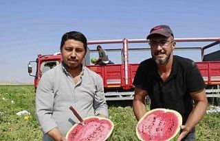 Birçok şehirde karpuz hasadı sona yaklaşırken,...