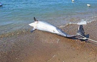 Bodrum’da ölü yunus sahile vurdu turistler şok...