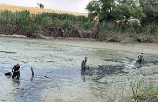 Bolu’da, kuruyan gölette mahsur kalan balıklar...