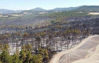 Bolu’daki orman yangınıyla ilgili 1 kişi tutuklandı
