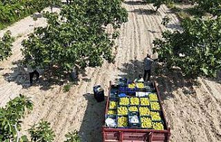 Buharkent’in damak çatlatan lezzeti taze incir,...