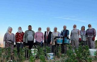 Buldan’da kekik ve tütün üreticilerinin yüzü...