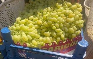 Buldan’da üzüm bağlarında hasat başladı