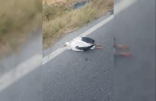 Büyükçekmece’de leyleklerin çarptığı trafoda...