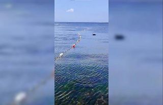 Caddebostan’da yunuslarla vatandaşın yüzme keyfi...