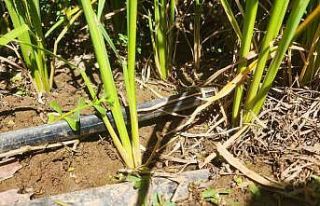 Çanakkale’de çeltikler 5 yıldır damla sulama...