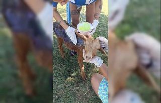 Çanakkale’de orman yangınında yanan keçi Emekli...