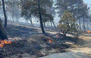 Çanakkale’de ormanlık alana sıçrayan yangında...