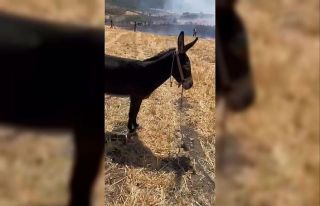 Çanakkale’de tarım arazisindeki yangında ağaca...